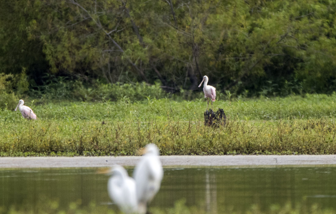 Roseate Spoonbill Picture