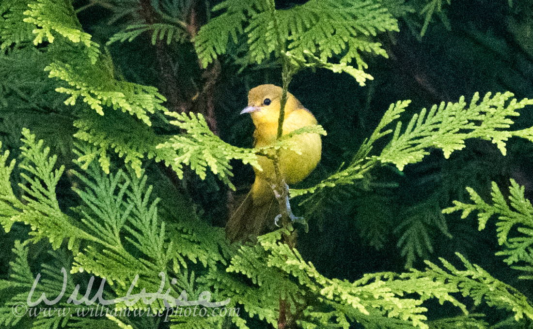 Orchard Oriole Picture