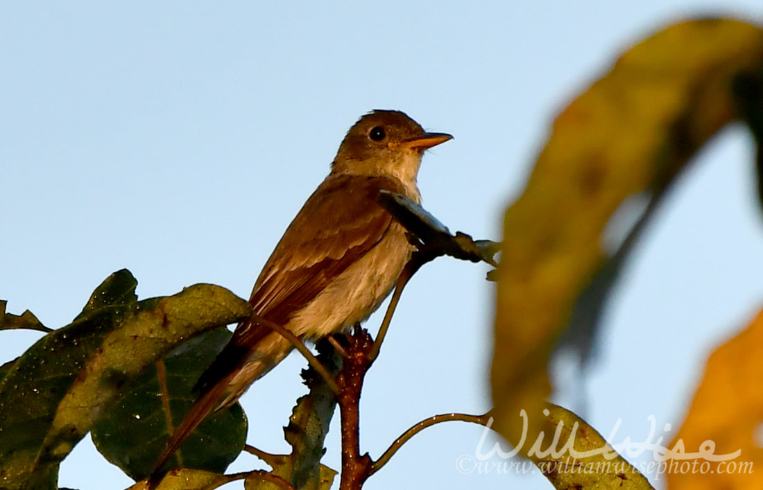 Eastern Wood Pewee Picture