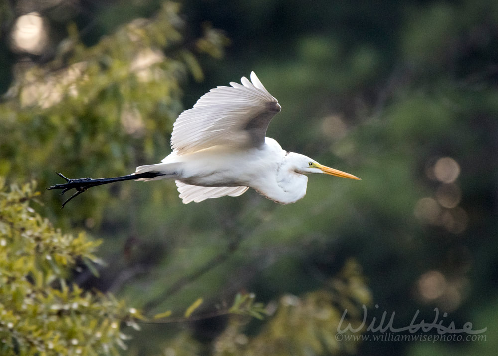 Great Egret in Flight Picture