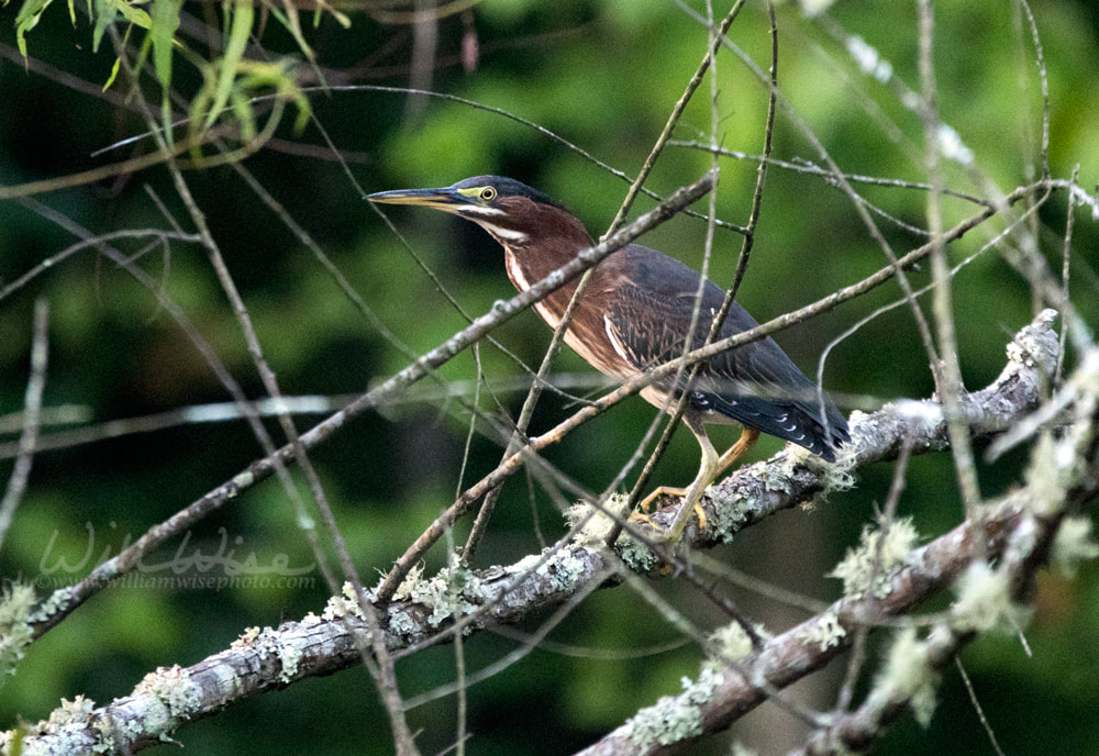 Green Heron Picture