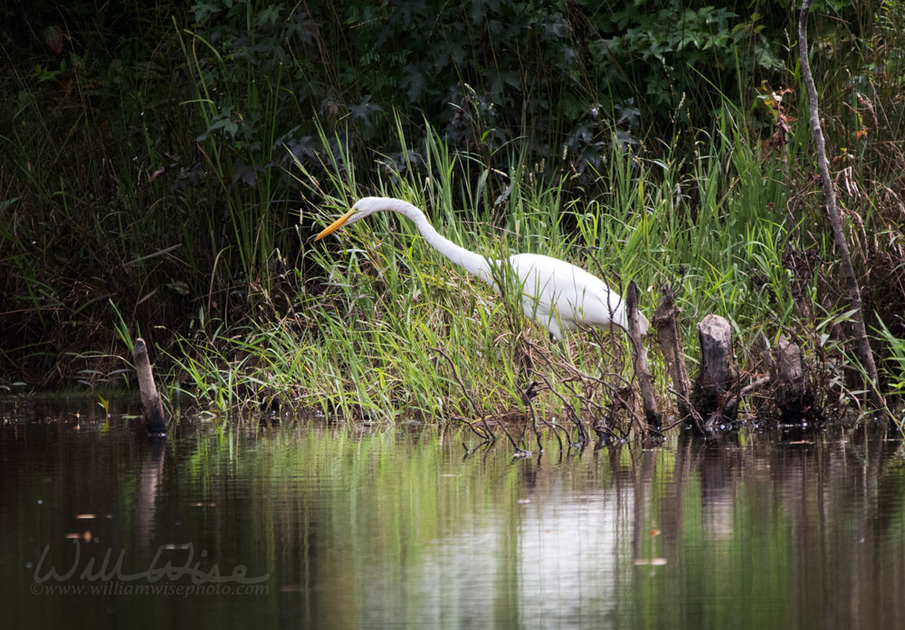 Great Egret Picture