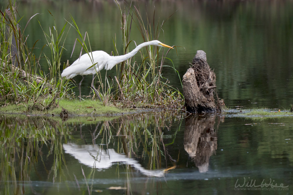 Great Egret swamp bird reflecting in water Picture