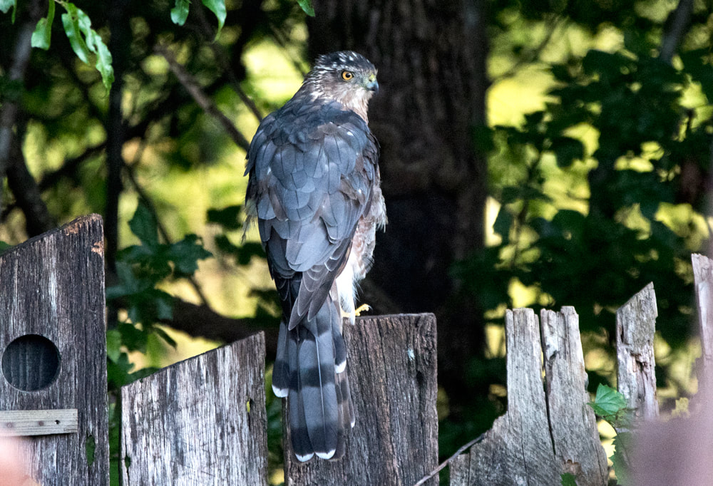 Coopers Hawk Picture