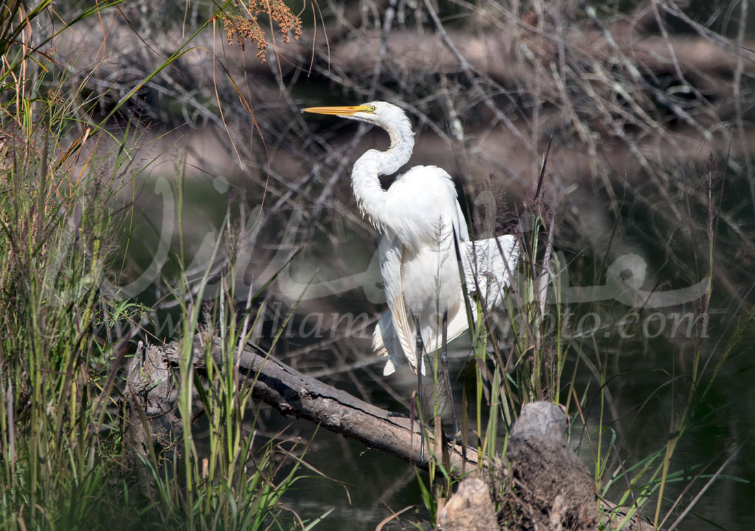 Great Egret heron in swamp habitat, Georgia USA Picture