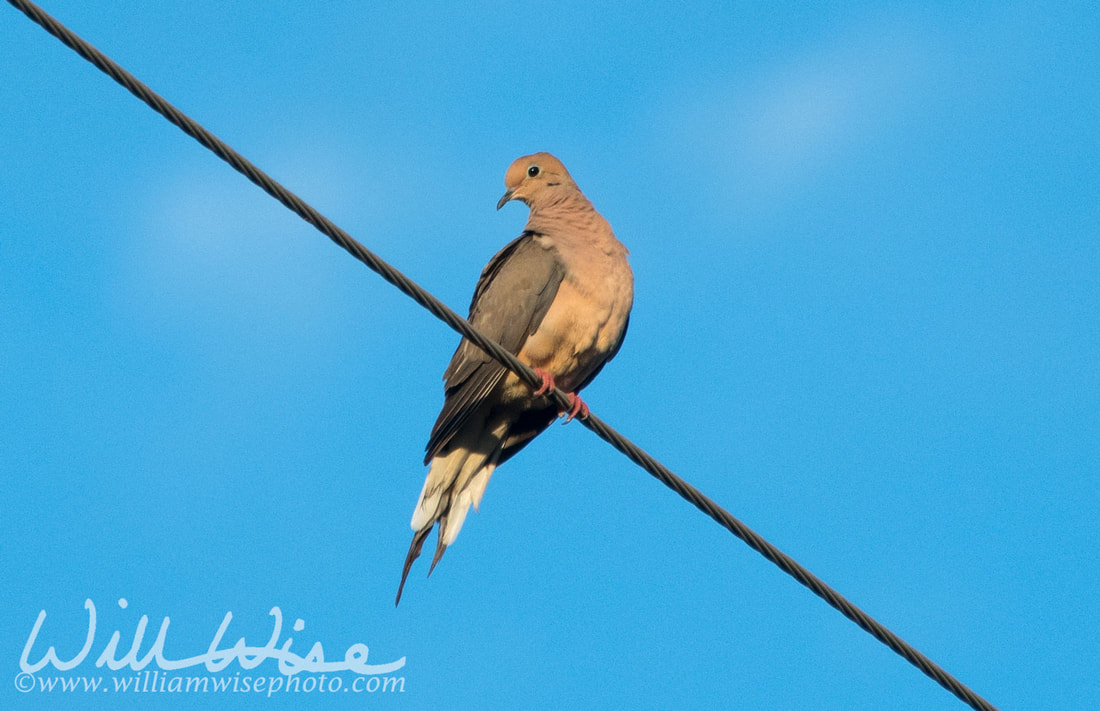 Mourning Dove Picture