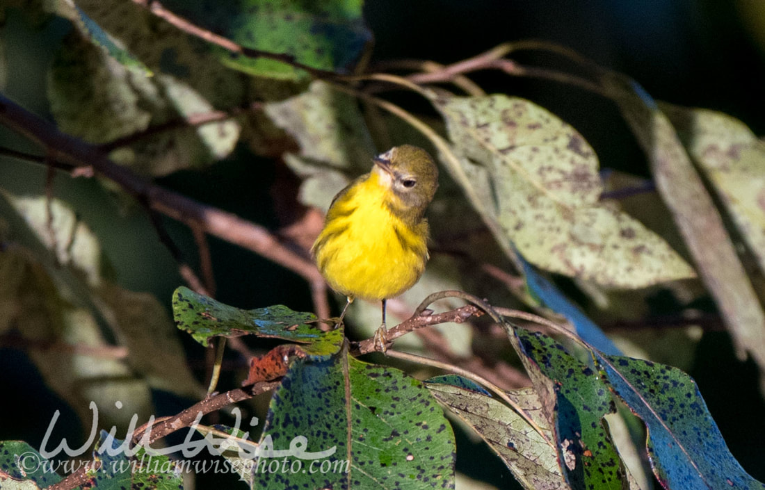 Prairie Warbler Picture