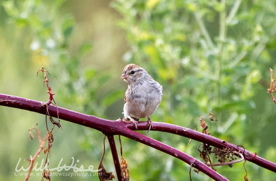 Chipping Sparrow Picture