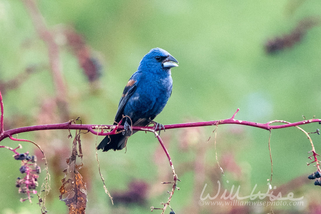 Blue Grosbeak Picture