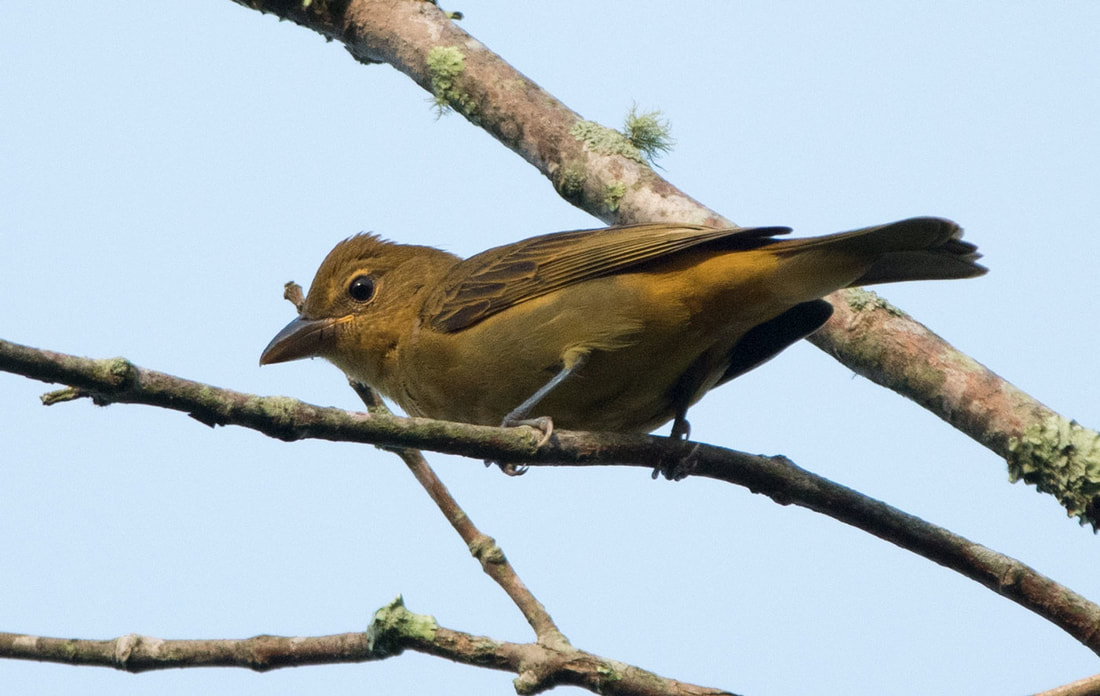 Summer Tanager Picture