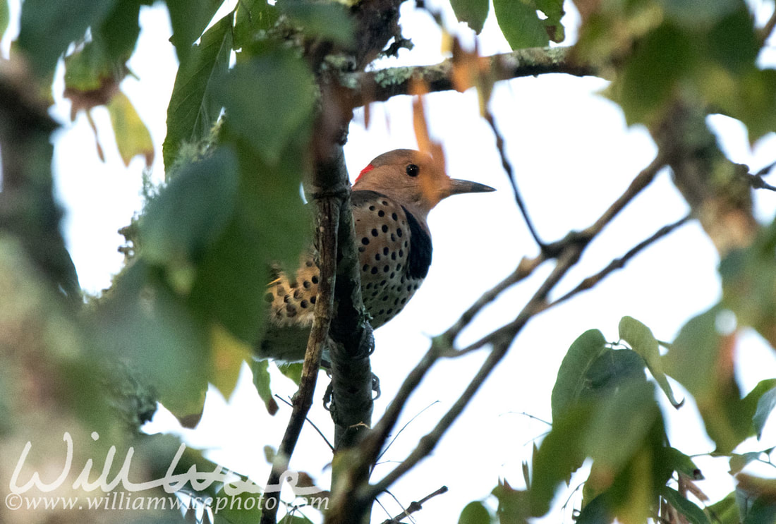 Northern Flicker Picture