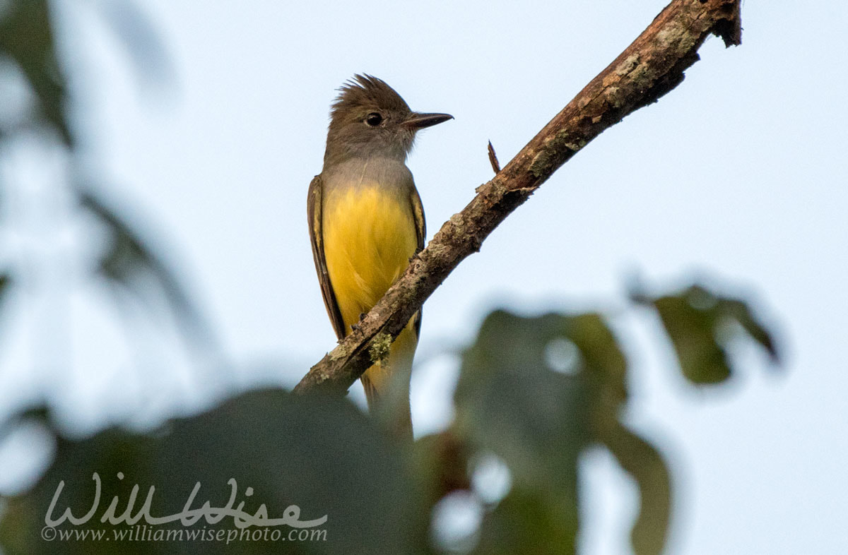 Great Crested Flycatcher Picture