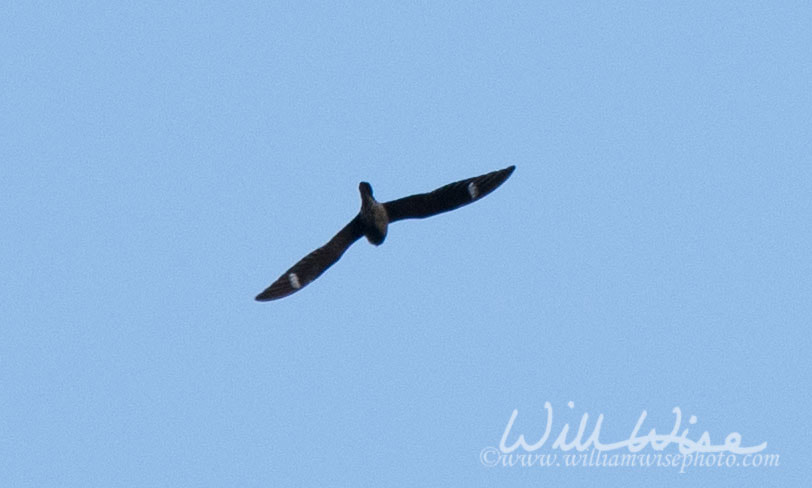 Common Nighthawk Picture