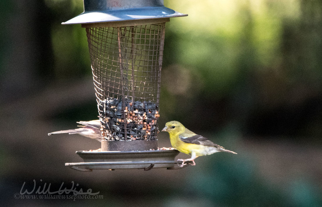 American Goldfinch