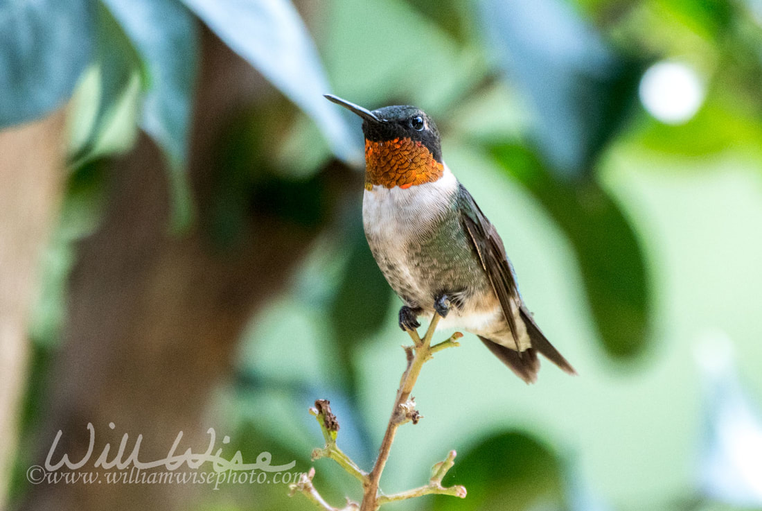 Ruby Throated Hummingbird Picture