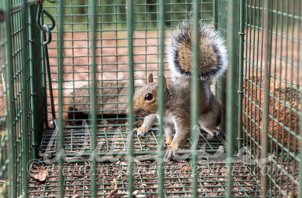 Nuisance Squirrel Picture