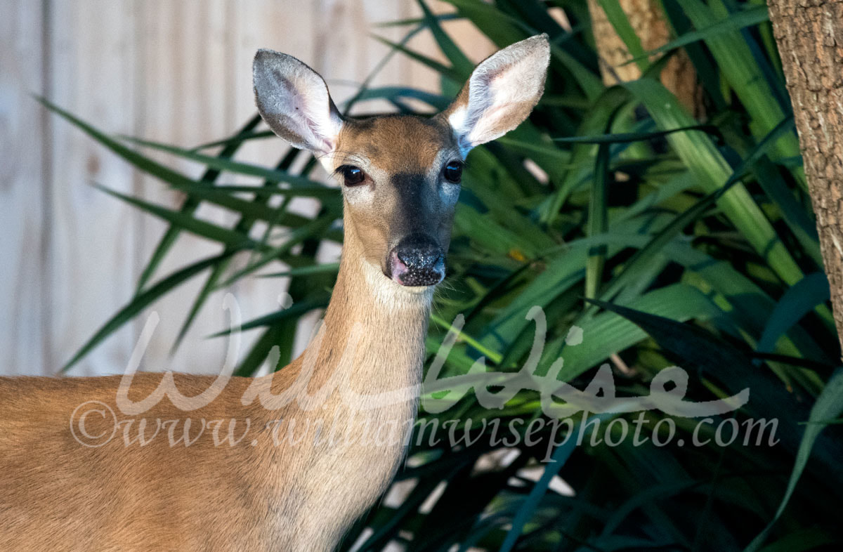 White Tailed Deer Picture