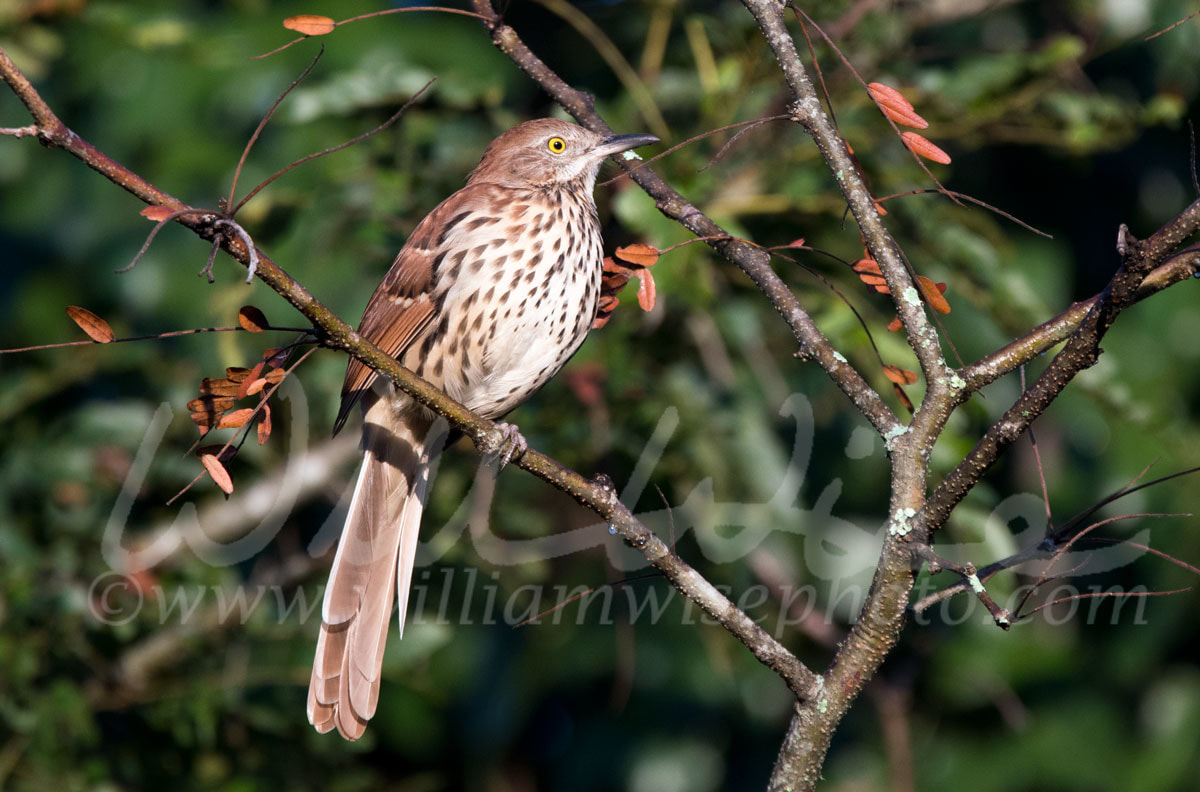 Brown Thrasher Picture