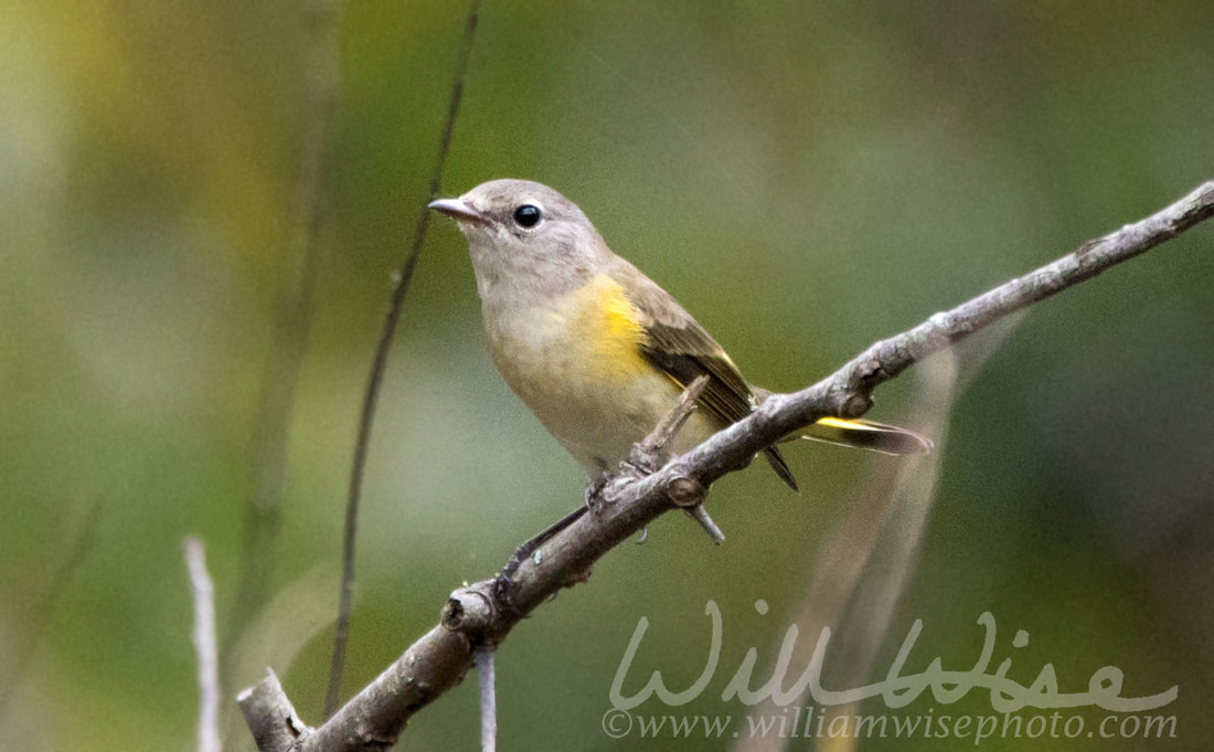 American Redstart Picture