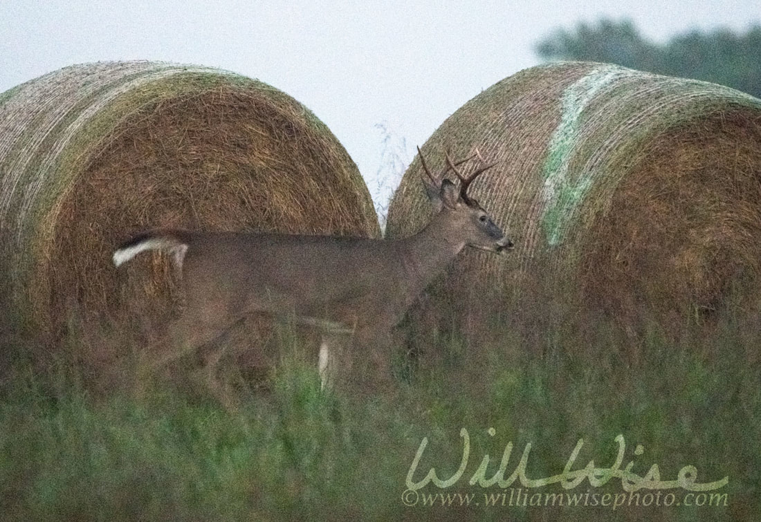 Whitetailed Deer Buck Picture