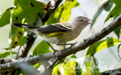 Magnolia Warbler