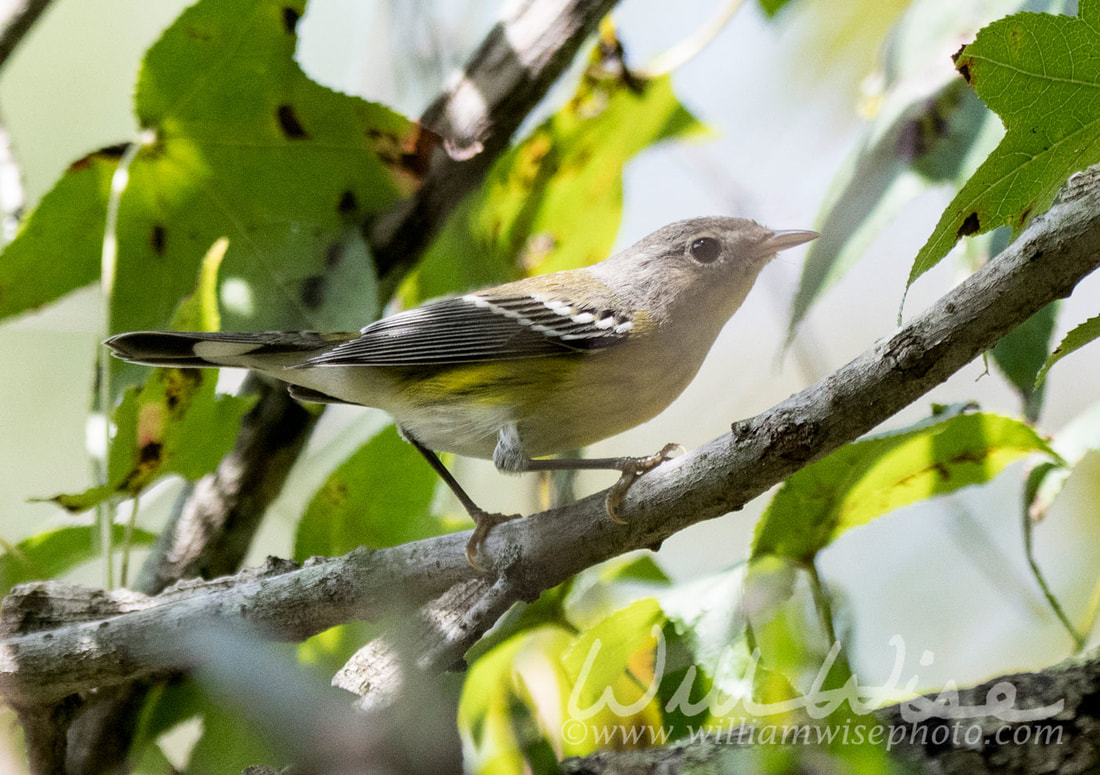 Magnolia Warbler Picture