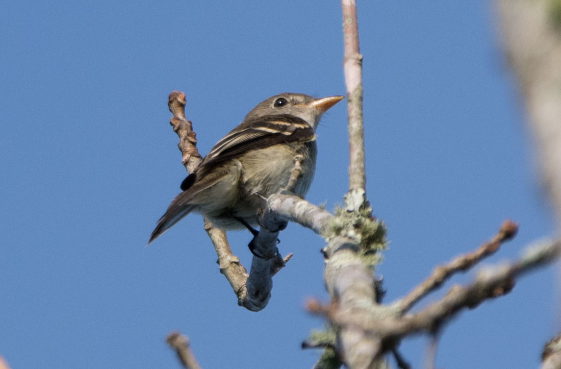 Acadian Flycatcher Picture