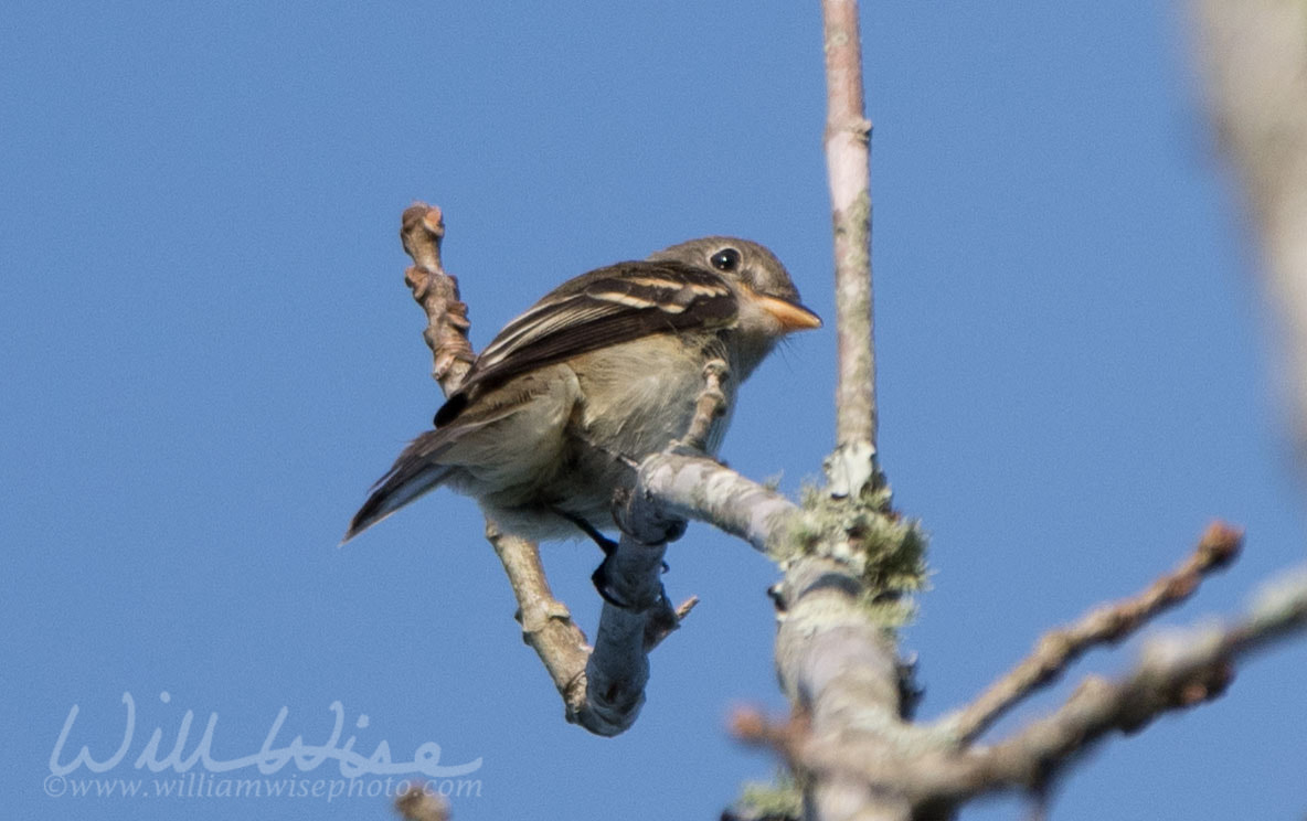Acadian Flycatcher Picture