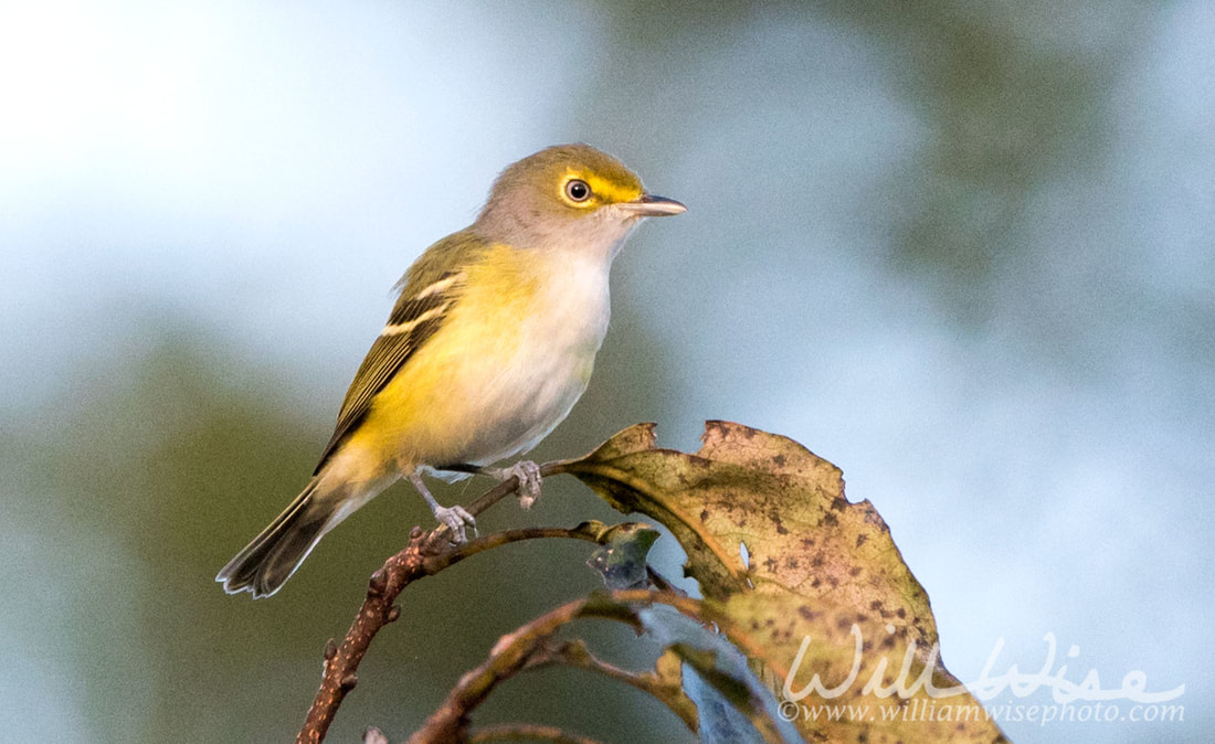 White Eyed Vireo Picture