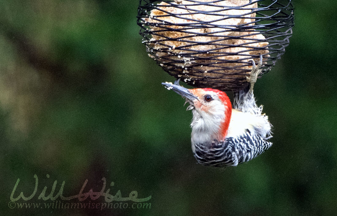 Red Bellied Woodpecker Picture