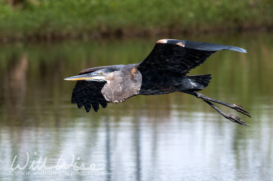 Great Blue Heron Picture