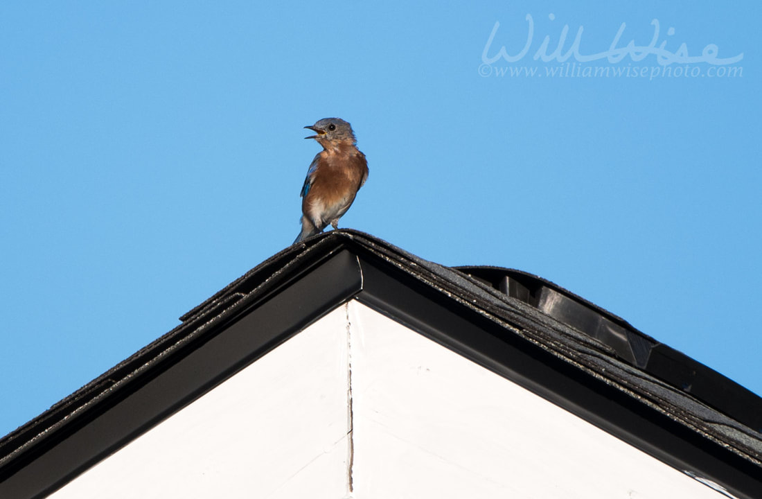 Eastern Bluebird Picture