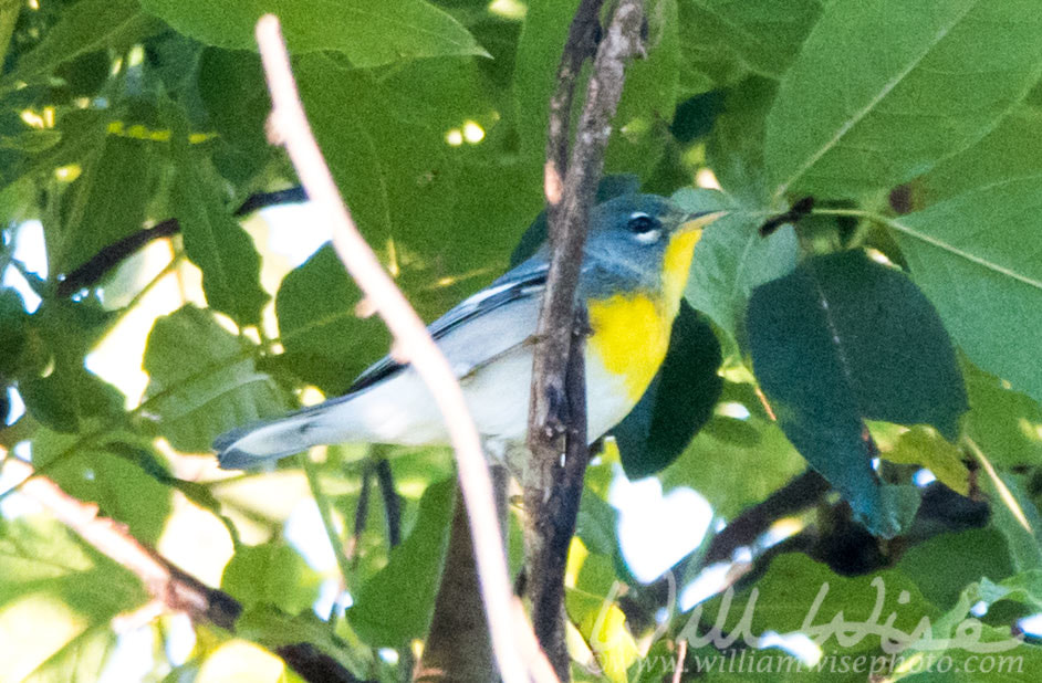 Northern Parula Picture