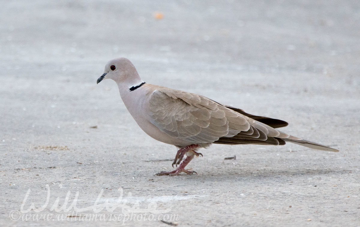 Eurasian Collared Dove Picture