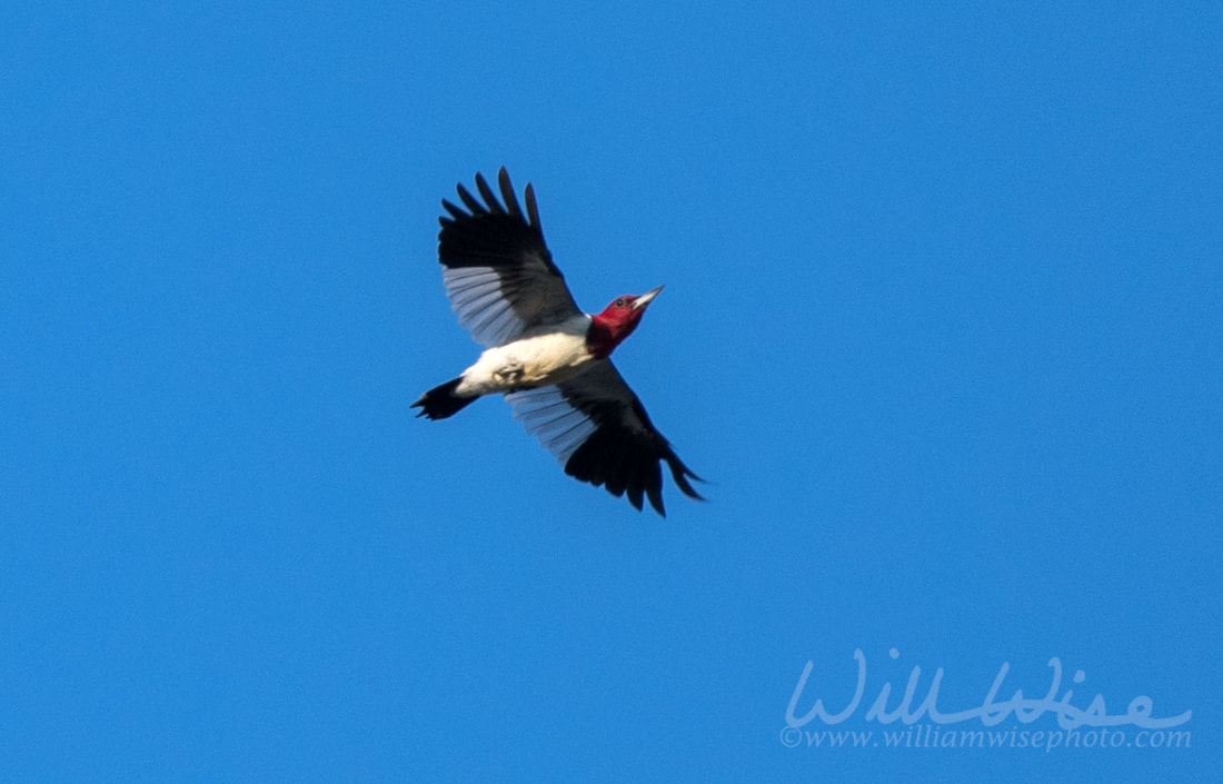 Red Headed Woodpecker Picture