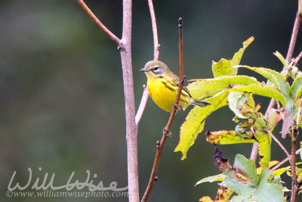 Prairie Warbler Picture