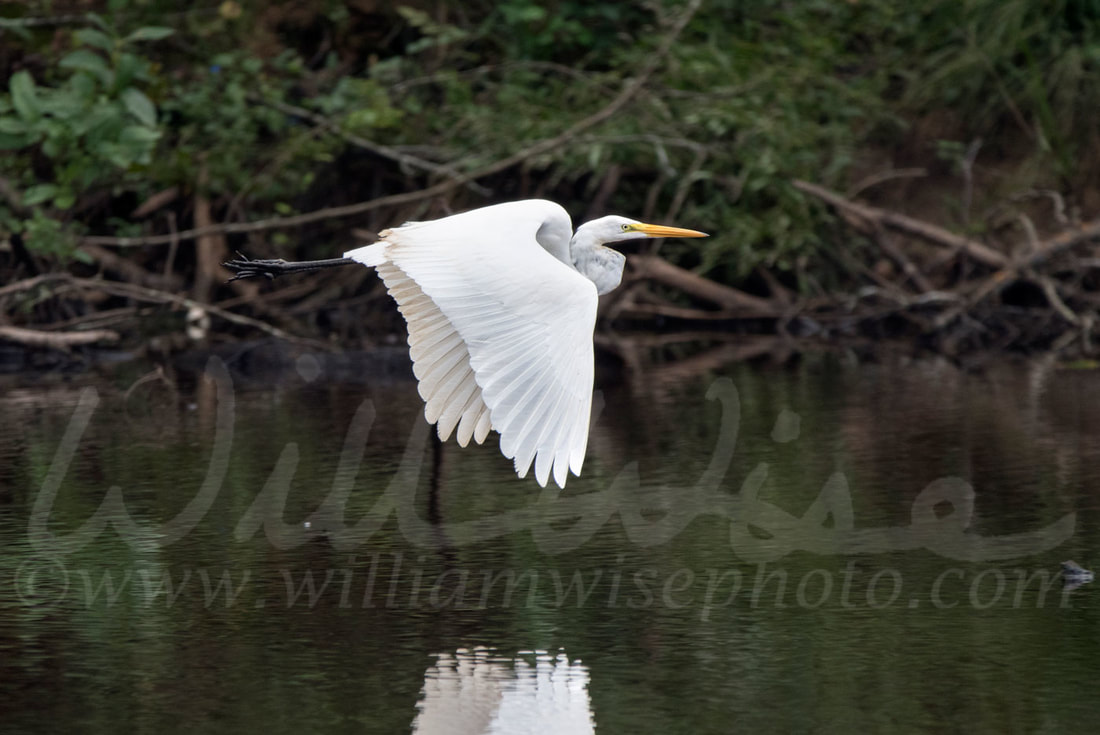 Great Egret Picture