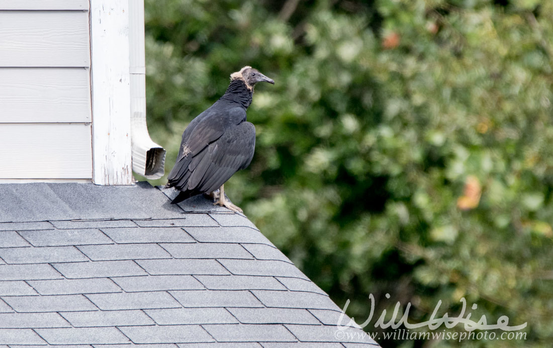 Black Vulture Picture