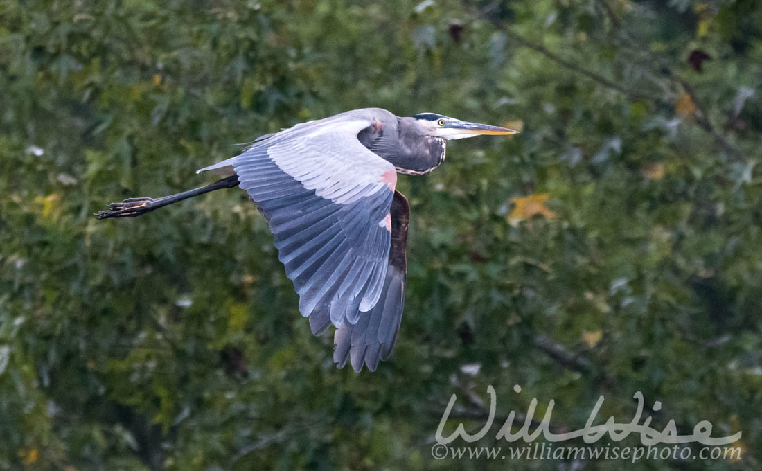 Great Blue Heron Picture