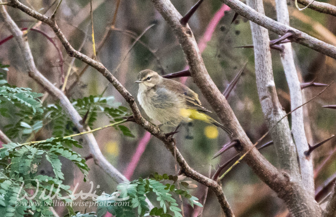 Palm Warbler Picture