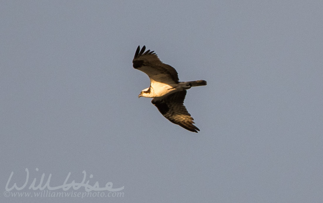 Osprey Picture