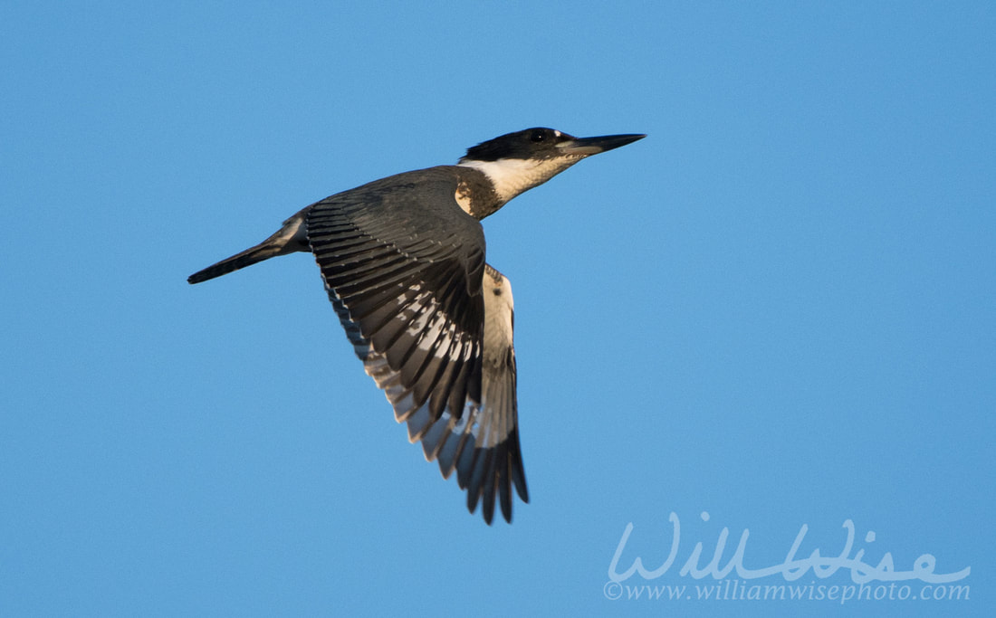 Belted Kingfisher Picture