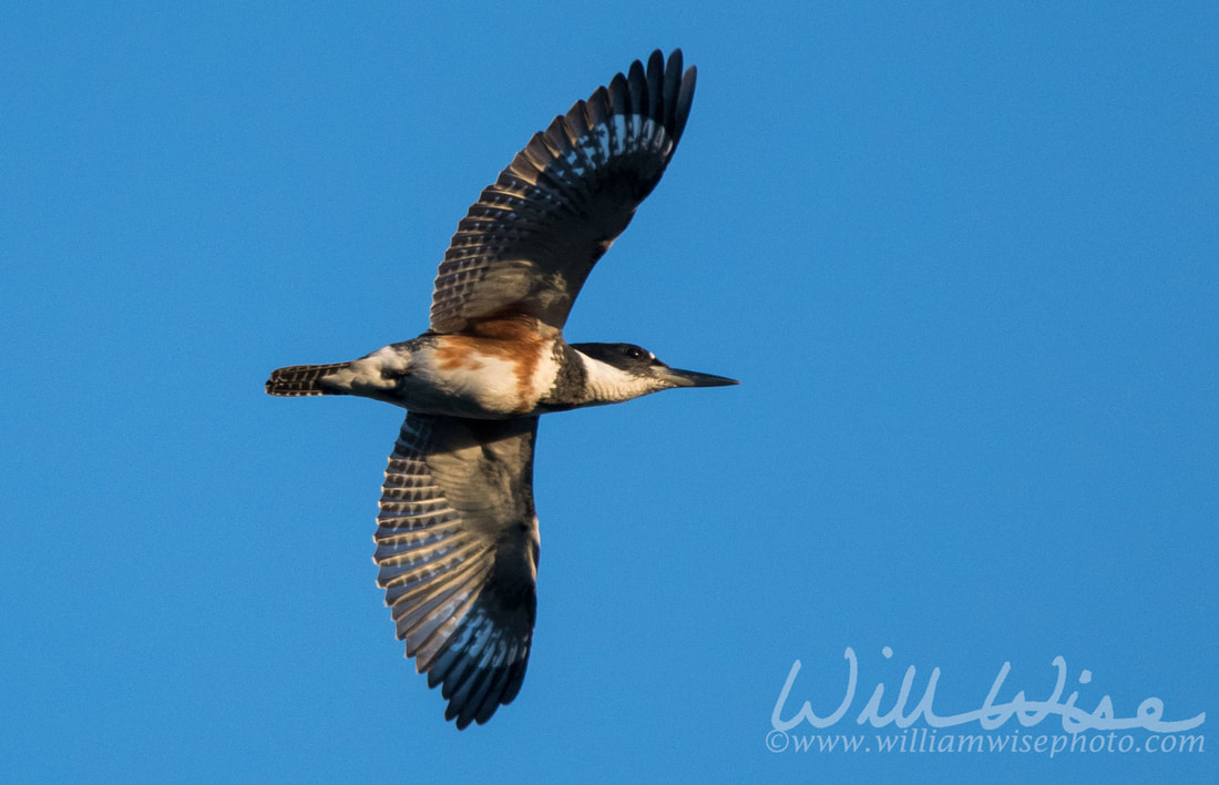 Belted Kingfisher Picture