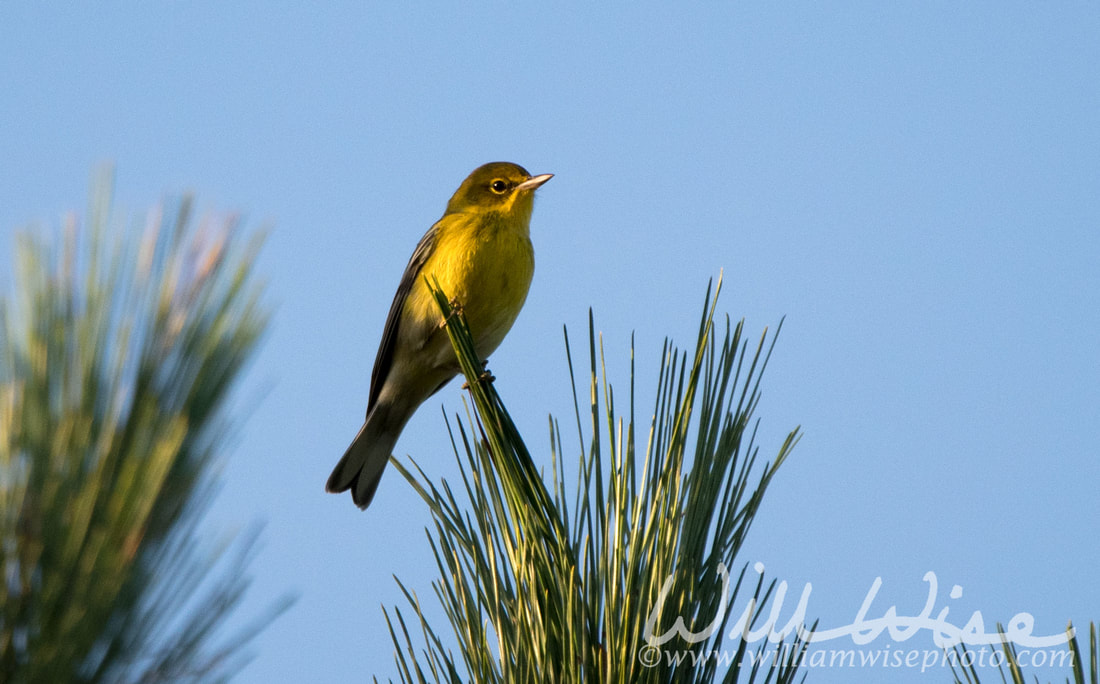 Pine Warbler Picture