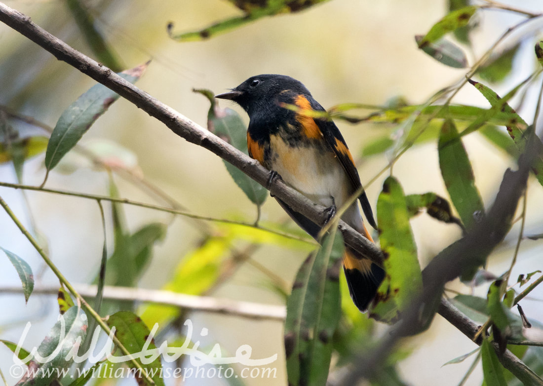 American Redstart Picture