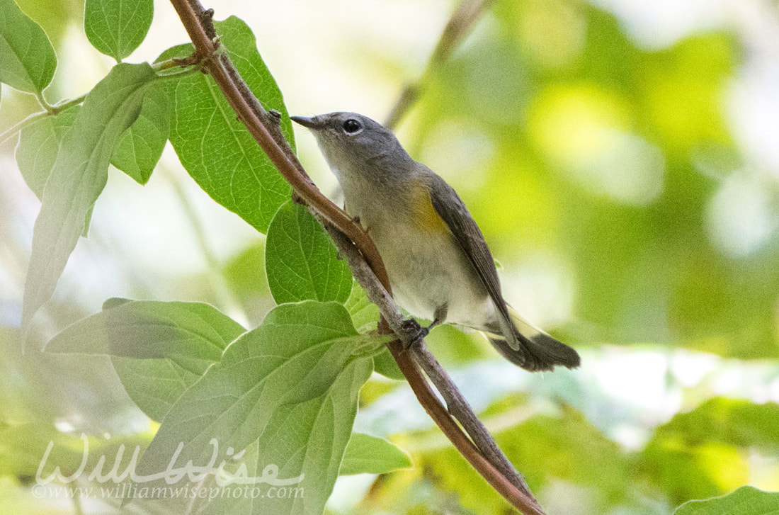 American Redstart Picture