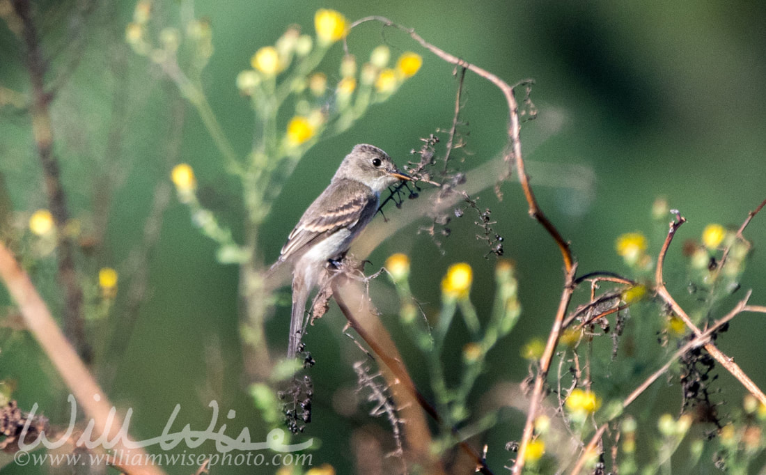Eastern Wood Pewee Picture