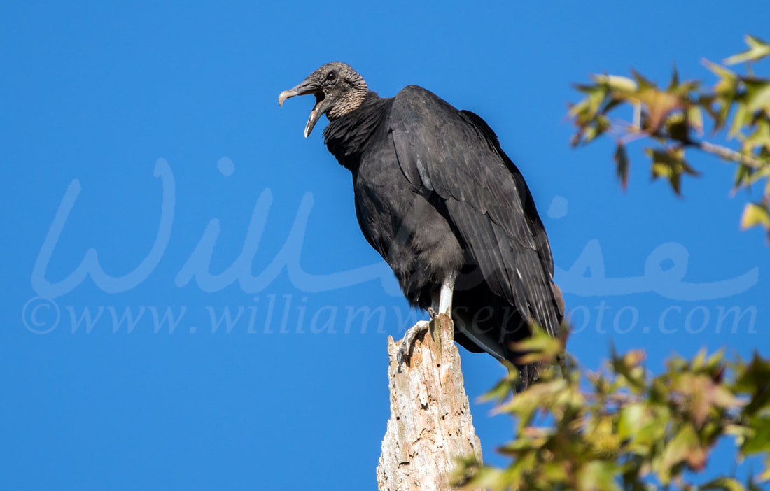 Black Vulture Picture