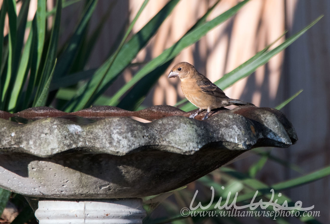 Blue Grosbeak Picture