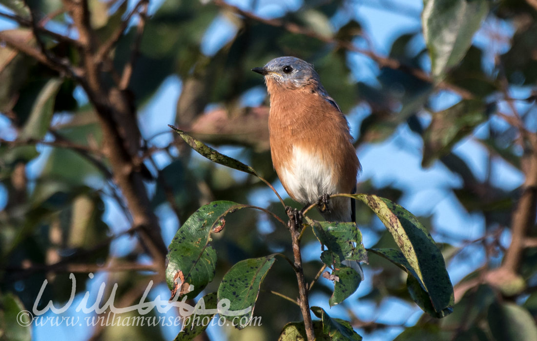 Eastern Bluebird Picture